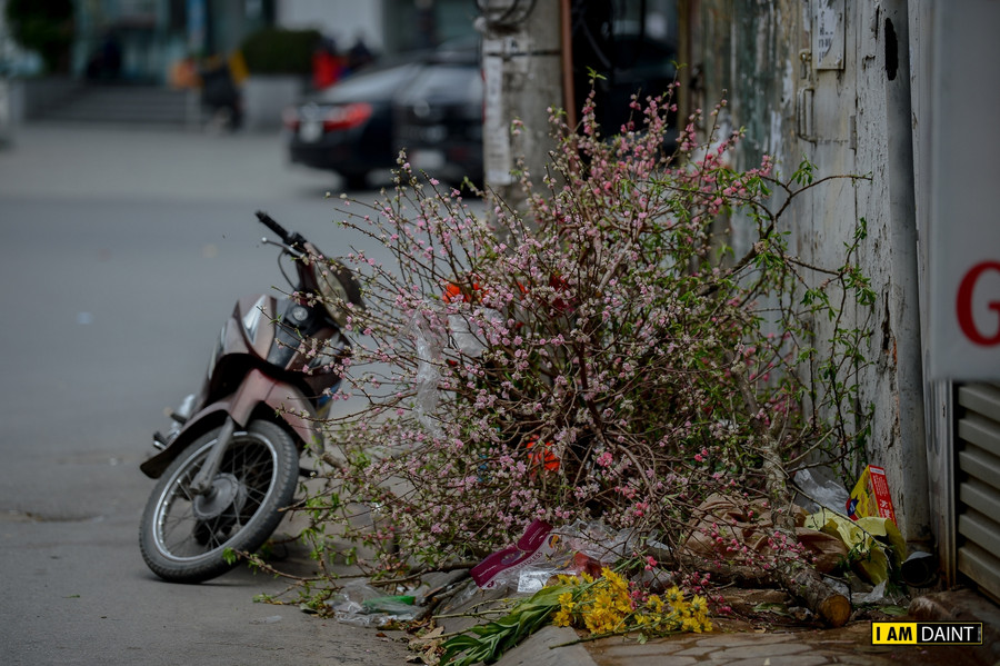Đi dọc đường phố Hà Nội, không khó để có thể bắt gặp những cành đào&quot; đổi phận&quot; thành rác nằm tại góc đường.