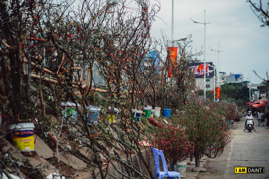 Để phục vụ cho người dân chơi vào những ngày đầu xuân, tại chợ hoa Quảng An hoa đào, hoa lê được bày bán khá nhiều.