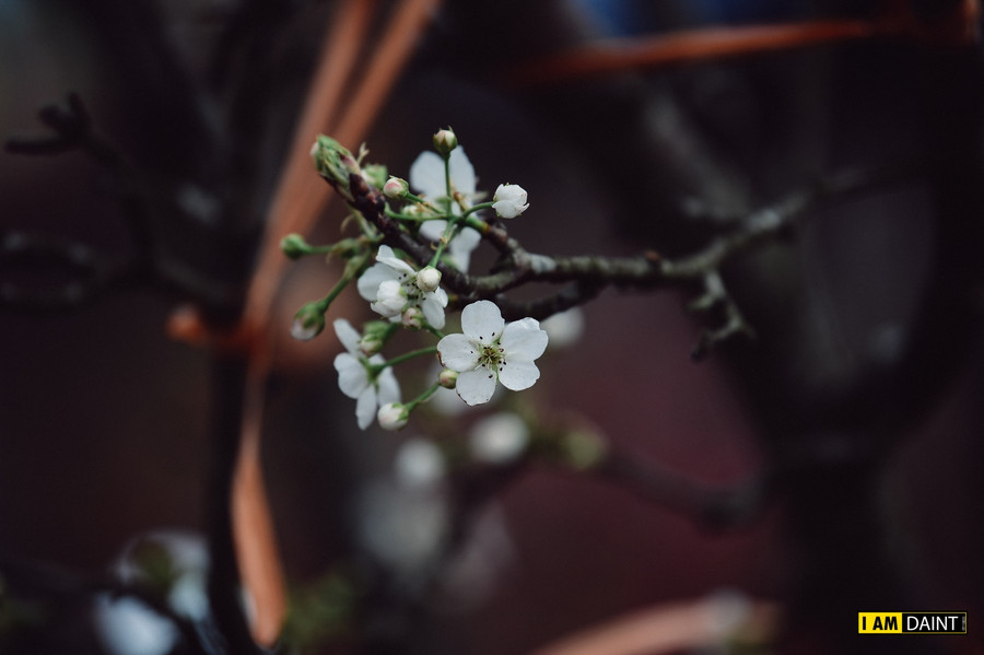 Hoa lê trắng xuống phố phục vụ thú chơi hoa xuân của người dân Thủ đô ảnh 4