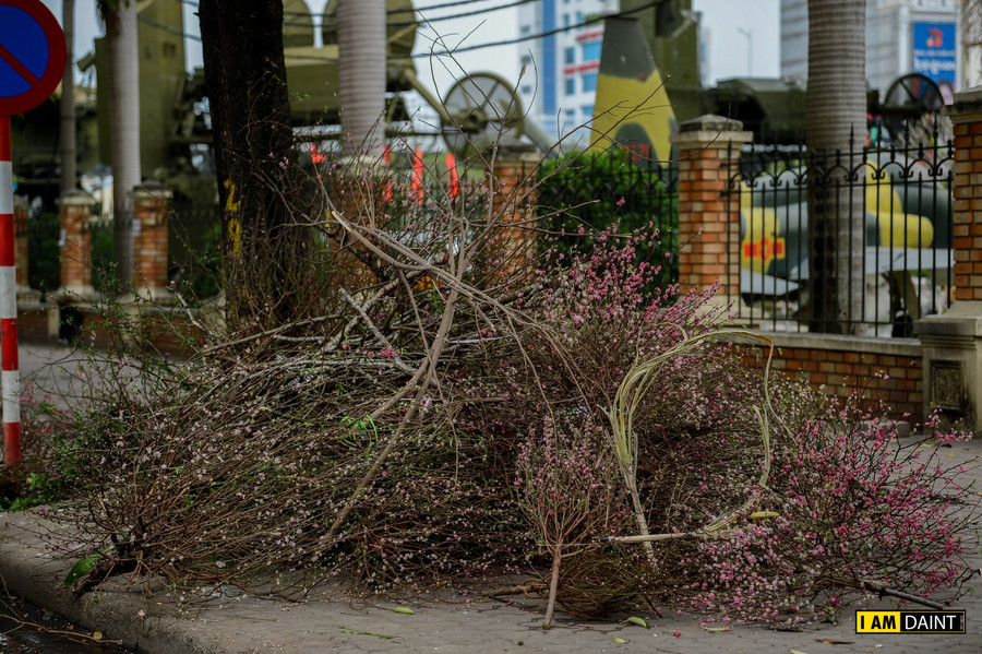 Hoa đào "đổi phận" khi hết Tết ảnh 6