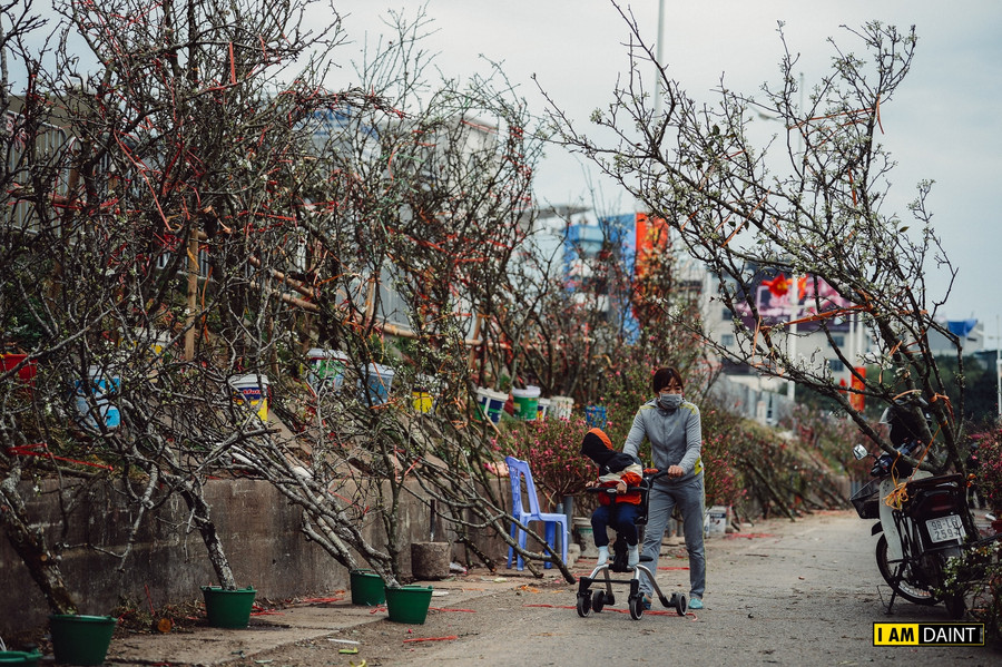 Hoa lê trắng xuống phố phục vụ thú chơi hoa xuân của người dân Thủ đô ảnh 10