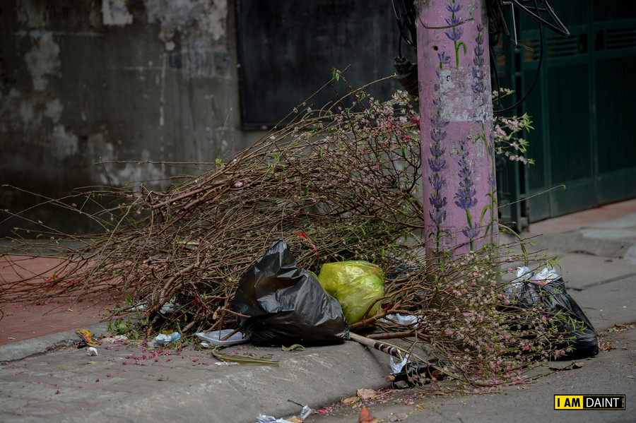 Hoa đào "đổi phận" khi hết Tết ảnh 4