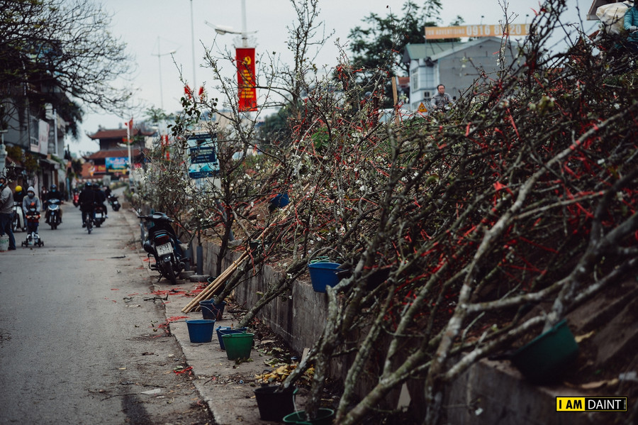 Nhiều ngày gần đây dọc nhiều tuyến phố tại Hà Nội, những cành hoa lê trắng được bày bán nhiều.