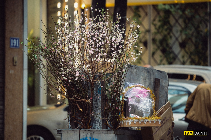 Hoa đào "đổi phận" khi hết Tết ảnh 3