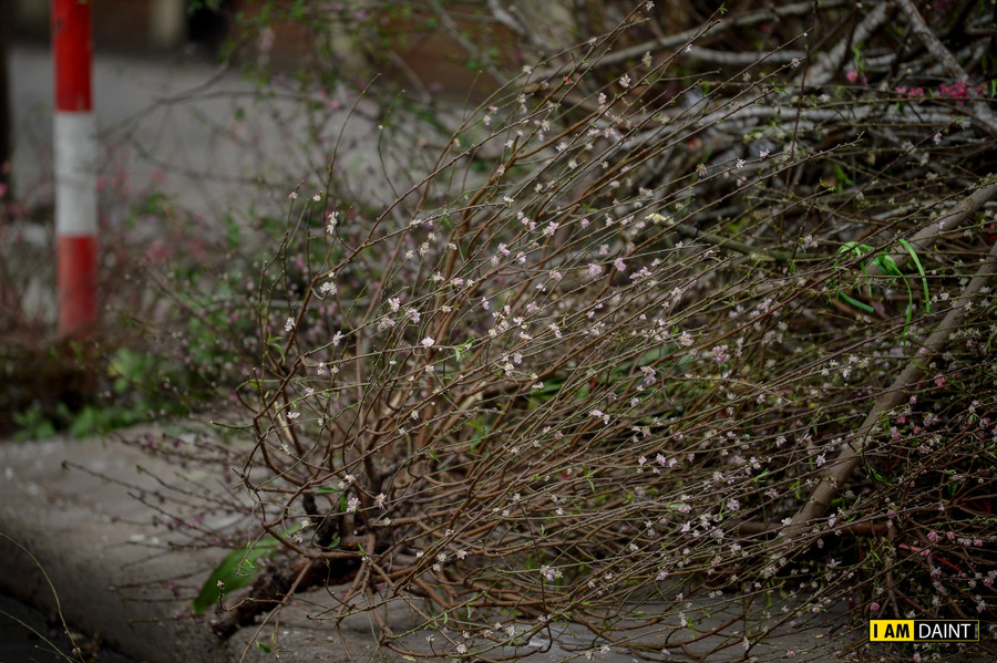 Nhiều nơi, công nhân môi trường còn phải để riêng cành đào ra một góc để thuận tiện thu gom.