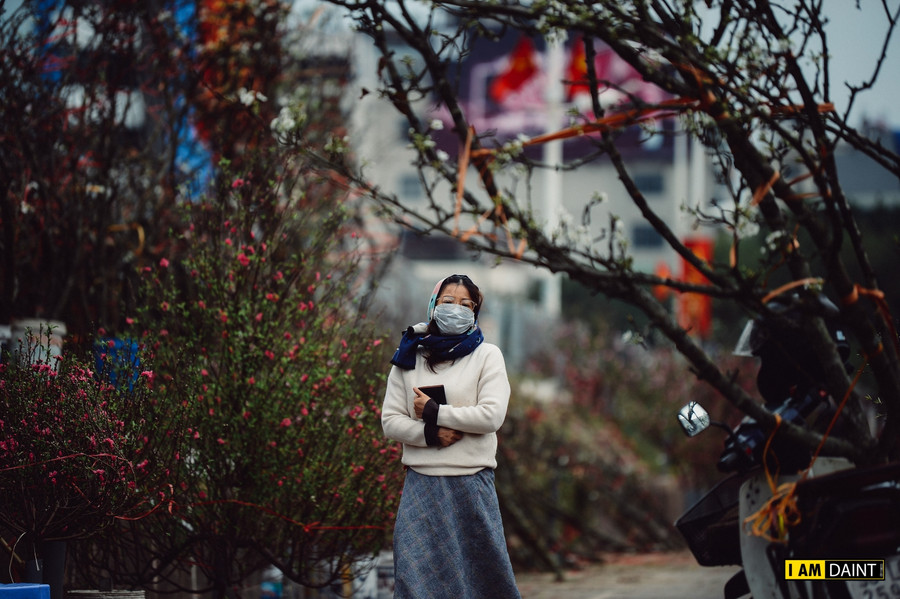 Hoa lê trắng xuống phố phục vụ thú chơi hoa xuân của người dân Thủ đô ảnh 9