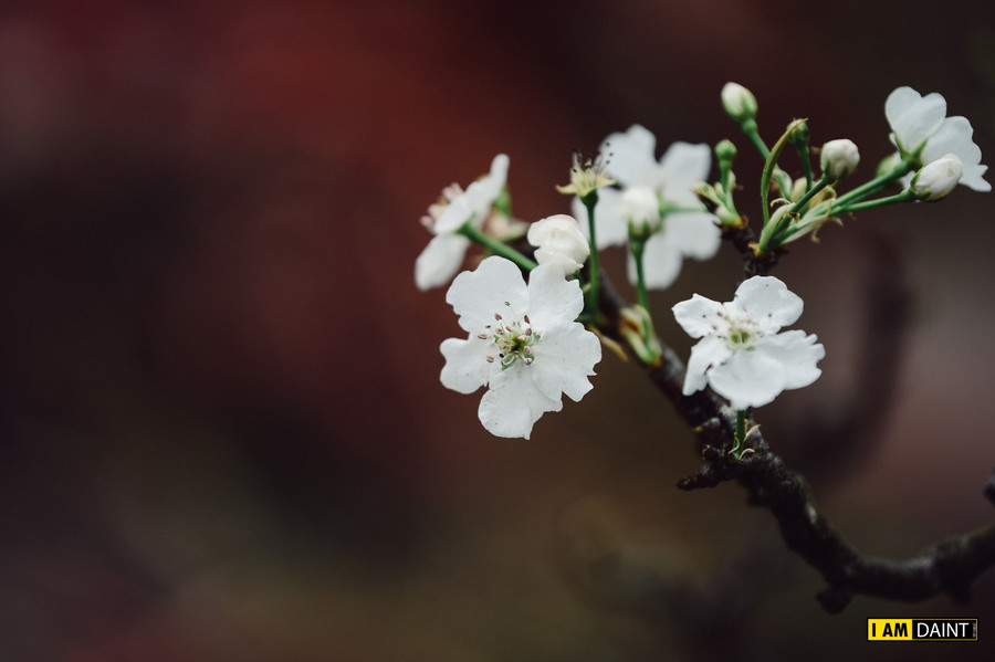 Những cành lê rừng thường có tuổi thọ khoảng 3 - 5 năm. Cây càng già, thân cây mốc xanh, sần sùi, hoa chi chít mọc ra từ những mắt xấu xí thì giá càng cao.