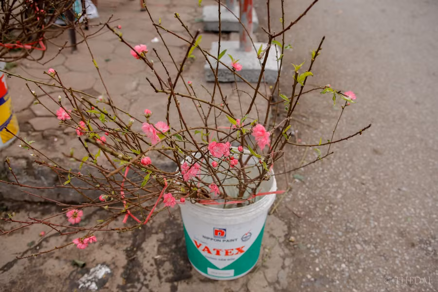 Đào bán sớm nên giá cả đắt hơn chính vụ, có cả những cành giá tiền triệu.