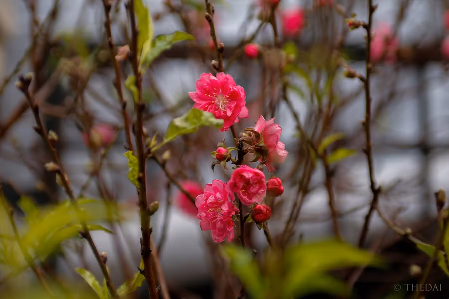 Những người bán đào cho biết, năm nay bán sớm hơn mọi năm nửa tháng. Hiện tại mới có hai nhà vườn mang đào ra chợ bán nên số lượng không nhiều.