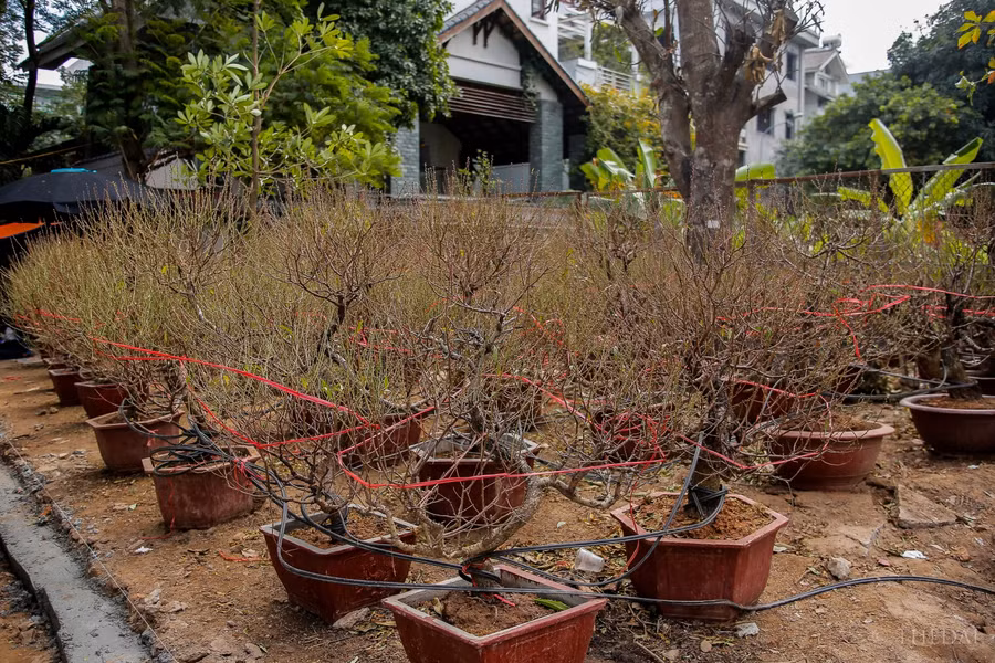 Một chủ vườn ở Nhật Tân chia sẻ: “Đào nở sớm bán vào dịp này là do một số chủ vườn tuốt lá, kích cho cành ra hoa sớm để bán vào dịp tết dương lịch. Đào nở cũng chỉ có ít, không nhiều lắm nên bán vào dịp này người trồng đào cũng không bị mất giá“.