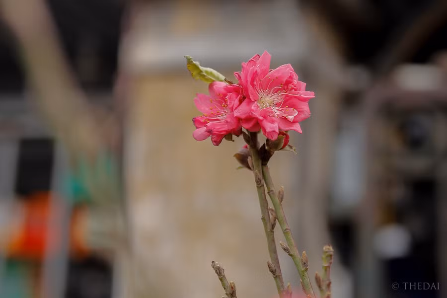 Mặc dù không phải chính vụ nhưng những cành đào bán sớm cũng cho hoa rất đẹp, nhiều nụ. Người dân mua về có thể chơi được rất lâu.