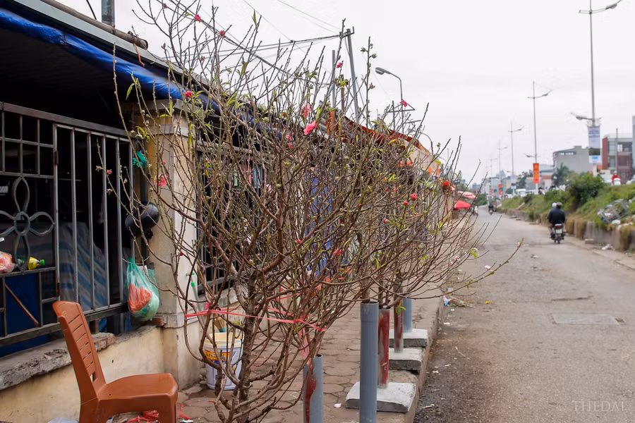 Để có được những cành đào nở sớm như thế này, các chủ vườn phải chăm sóc, tuốt lá cho cây từ cách đây 1 tháng. Làng đào Nhật Tân có khoảng 10 gia đình điều tiết cho đào nở sớm để phục vụ Tết Dương lịch.