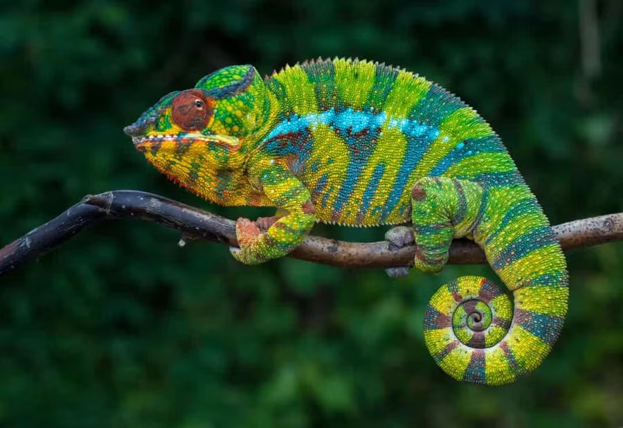 Nhờ tế bào gốc đa năng, tắc kè hoa không chỉ có thể thay đổi màu sắc mà còn có thể mọc lại các chi và đuôi. Nhờ tế bào gốc đa năng, tắc kè hoa không chỉ có thể thay đổi màu sắc mà còn có thể mọc lại các chi và đuôi.