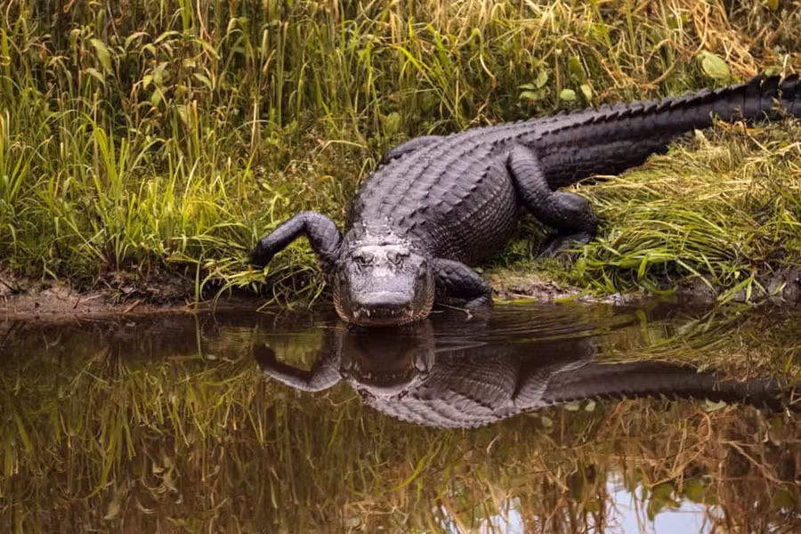 Cá sấu mõm ngắn Mỹ sẽ không thể mọc lại xương hoặc cơ xương, nhưng chúng có thể mọc lại sụn, mô liên kết và da. Cá sấu mõm ngắn Mỹ sẽ không thể mọc lại xương hoặc cơ xương, nhưng chúng có thể mọc lại sụn, mô liên kết và da.