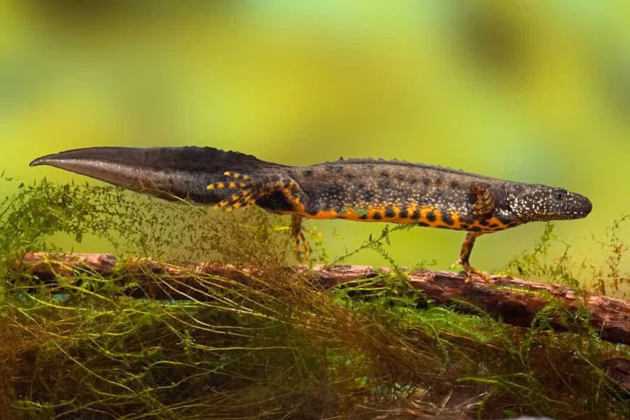 Sa giông có thể tái tạo một số bộ phận cơ thể, bao gồm tủy sống, tim và mắt. Sa giông có thể tái tạo một số bộ phận cơ thể, bao gồm tủy sống, tim và mắt.