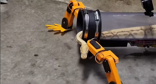 Khi được di chuyển bằng robot, con trăn nằm im và thò đầu quan sát xung quanh. Ảnh: Youtube Alen Pan.