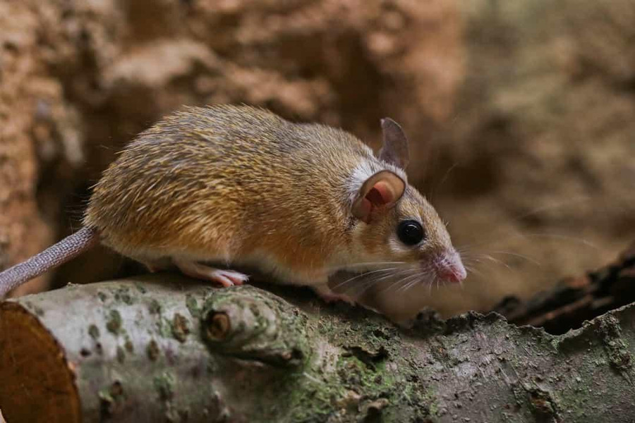 Chuột gai châu Phi có thể lột da trong trường hợp cần thiết, chẳng hạn như để thoát khỏi kẻ săn mồi. Sau đó, chúng sẽ mọc lại da với lông. Chuột gai châu Phi có thể lột da trong trường hợp cần thiết, chẳng hạn như để thoát khỏi kẻ săn mồi. Sau đó, chúng sẽ mọc lại da với lông.