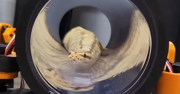 Con trăn lần đầu tiếp xúc với chân robot. Ảnh: Youtube Alen Pan.