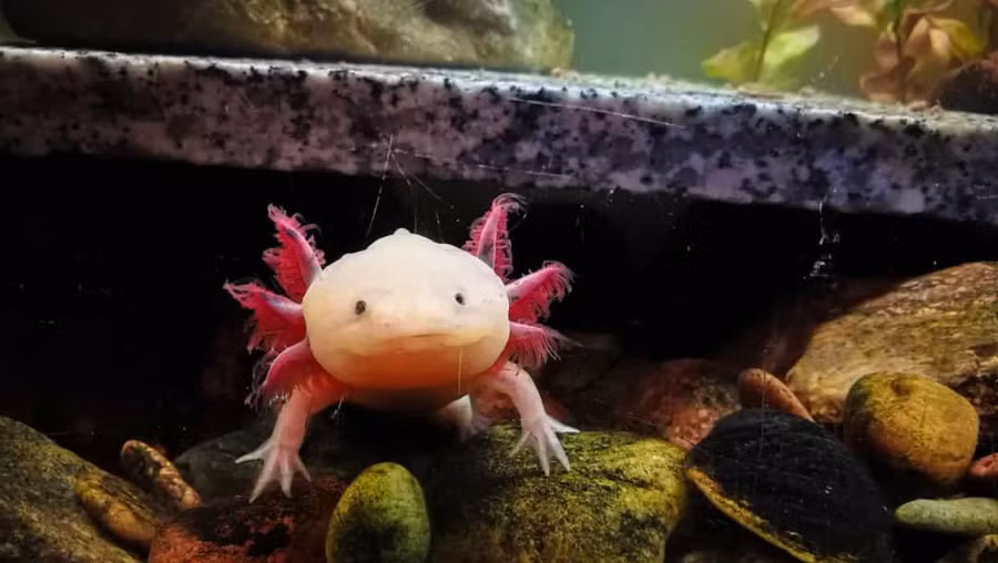 Axolotl (kỳ giông Mexico) không chỉ có khả năng mọc lại tứ chi và đuôi, mà còn có thể tái phục hồi tủy sống và các cơ quan, bao gồm cả trái tim. Axolotl (kỳ giông Mexico) không chỉ có khả năng mọc lại tứ chi và đuôi, mà còn có thể tái phục hồi tủy sống và các cơ quan, bao gồm cả trái tim.