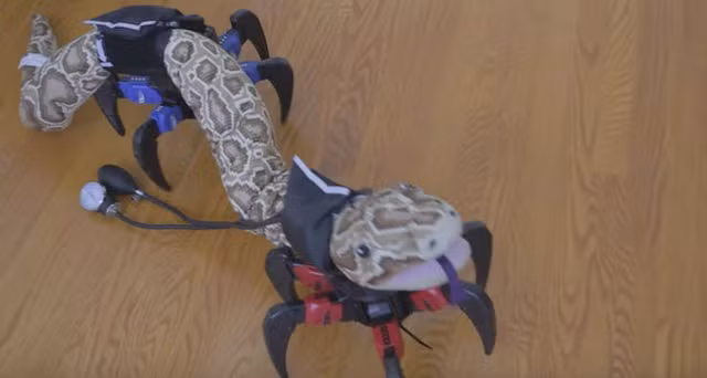 Khung xương robot hoạt động tương tự như con cua. Ảnh: Youtube Alen Pan. Khung xương robot hoạt động tương tự như con cua. Ảnh: Youtube Alen Pan.