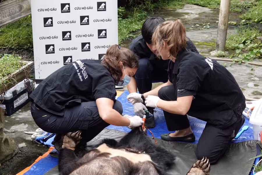 Các bác sỹ khám sức khỏe cho gấu sau gây mê.