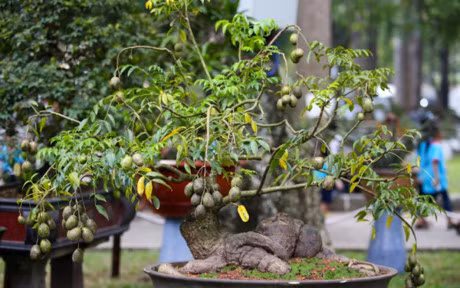 Nhieu cay canh doc la o hoi hoa xuan lon nhat Sai Gon - Anh 14