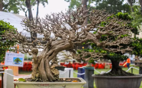 Nhieu cay canh doc la o hoi hoa xuan lon nhat Sai Gon - Anh 12