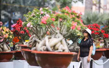 Nhieu cay canh doc la o hoi hoa xuan lon nhat Sai Gon - Anh 7