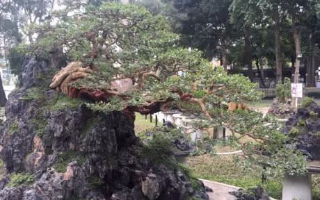 Nhieu cay canh doc la o hoi hoa xuan lon nhat Sai Gon - Anh 4