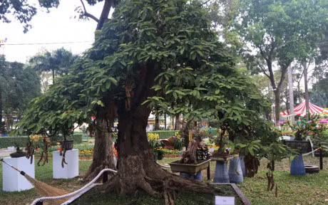 Nhieu cay canh doc la o hoi hoa xuan lon nhat Sai Gon - Anh 5
