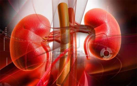 7 lý do bạn cần detox thận bằng việc ăn và uống những thực phẩm, đồ uống này - Ảnh 1 7 ly do ban can detox than bang viec an va uong nhung thuc pham, do uong nay - Anh 1