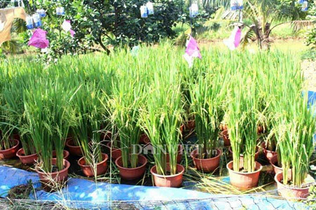 Chán đào, quất... dân sắm lúa, ngô cảnh chơi Tết - Ảnh 3 Chan dao, quat... dan sam lua, ngo canh choi Tet - Anh 3