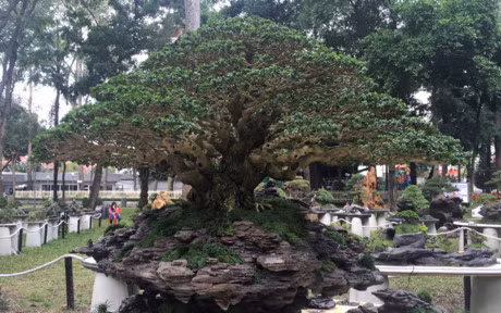 Nhieu cay canh doc la o hoi hoa xuan lon nhat Sai Gon - Anh 2