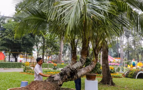 Nhieu cay canh doc la o hoi hoa xuan lon nhat Sai Gon - Anh 9