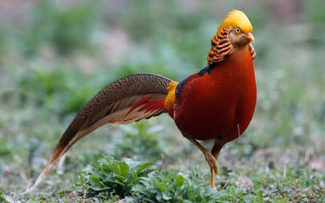 Chiem nguong loai chim co bo long bay sac cau vong - Anh 15