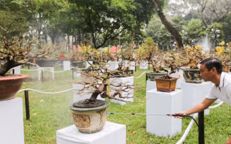 Nhieu cay canh doc la o hoi hoa xuan lon nhat Sai Gon - Anh 8