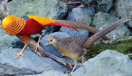 Chiem nguong loai chim co bo long bay sac cau vong - Anh 13