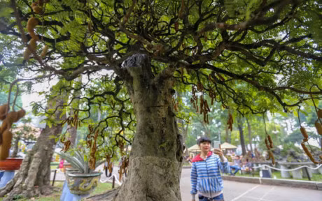 Nhieu cay canh doc la o hoi hoa xuan lon nhat Sai Gon - Anh 11