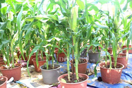 Chán đào, quất... dân sắm lúa, ngô cảnh chơi Tết - Ảnh 2 Chan dao, quat... dan sam lua, ngo canh choi Tet - Anh 2
