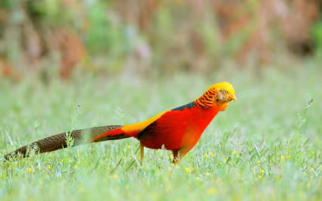 Chiem nguong loai chim co bo long bay sac cau vong - Anh 9