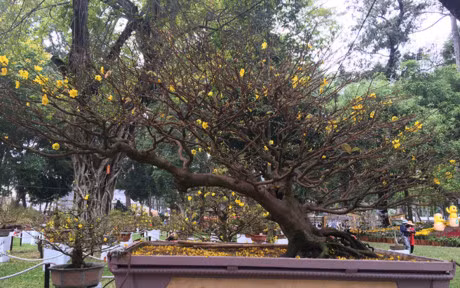 Nhieu cay canh doc la o hoi hoa xuan lon nhat Sai Gon - Anh 3