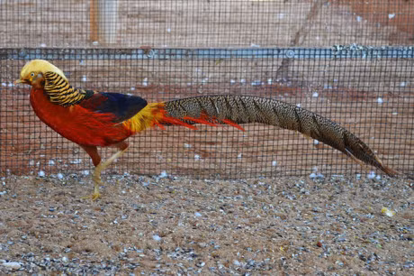 Chiem nguong loai chim co bo long bay sac cau vong - Anh 8