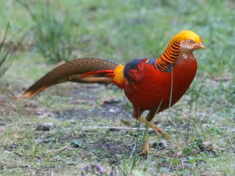 Chiem nguong loai chim co bo long bay sac cau vong - Anh 10