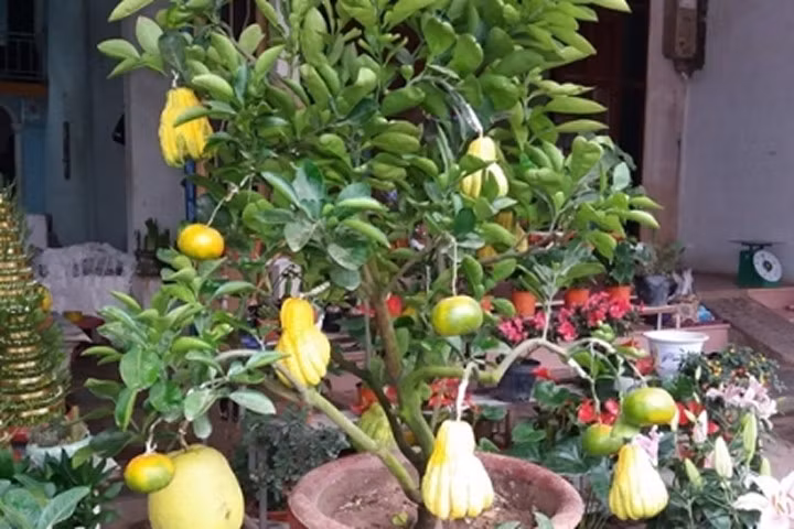 Săn phật thủ, bưởi phật thủ bạc triệu chơi Tết 