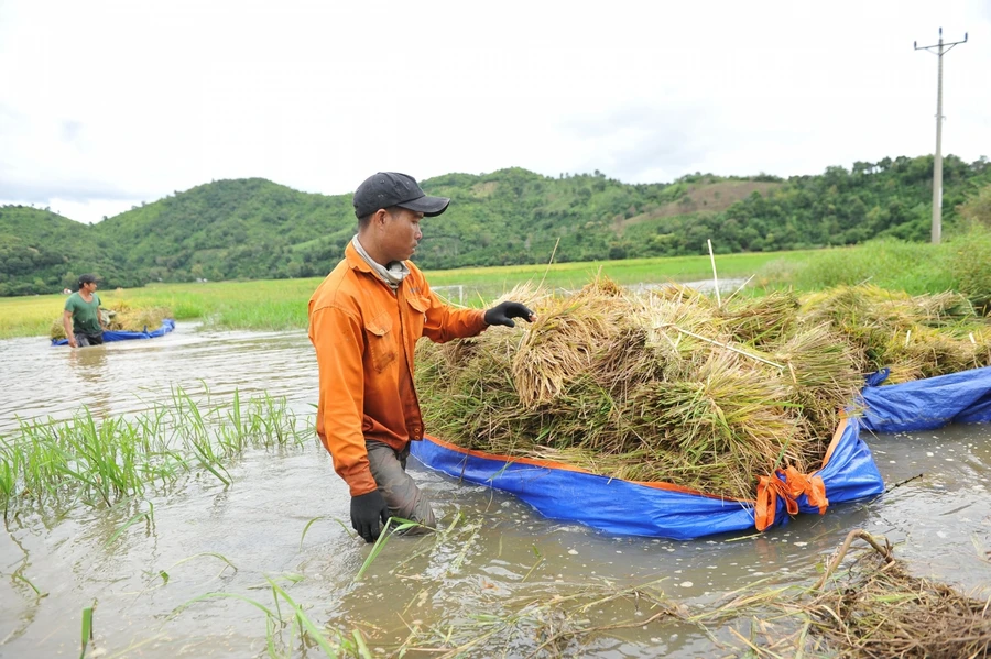 Người dân xã Đắk Liêng dầm mình trong nước mưa gặt lúa.