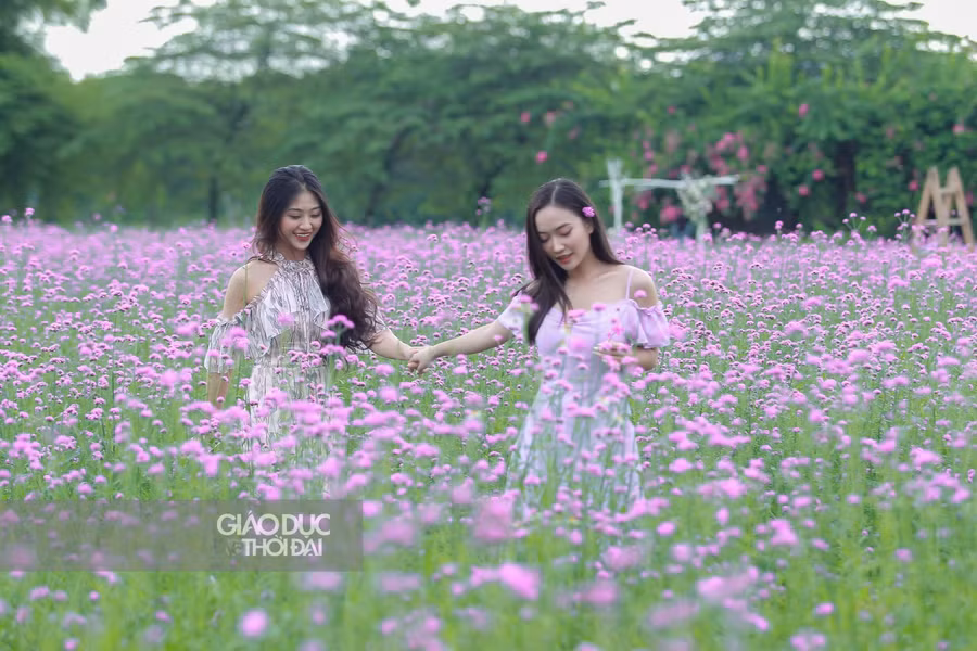 Thời gian gần đây, cánh đồng hoa oải hương thảo tím lịm tại Thảo nguyên hoa - Long Biên, được giới trẻ Hà thành tìm đến...