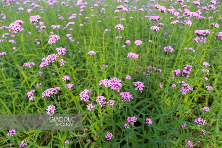 Giới trẻ Hà thành đổ xô check-in cánh đồng hoa oải hương thảo tím ngát như trời Tây ảnh 1