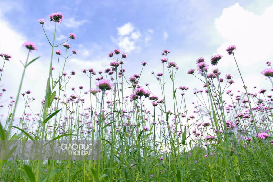 Hoa oải hương thảo một loài hoa đặc trưng của Sapa.