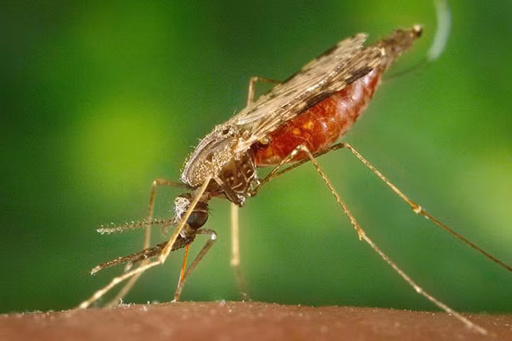 3 loại ký sinh trùng nguy hiểm nhất đối với con người