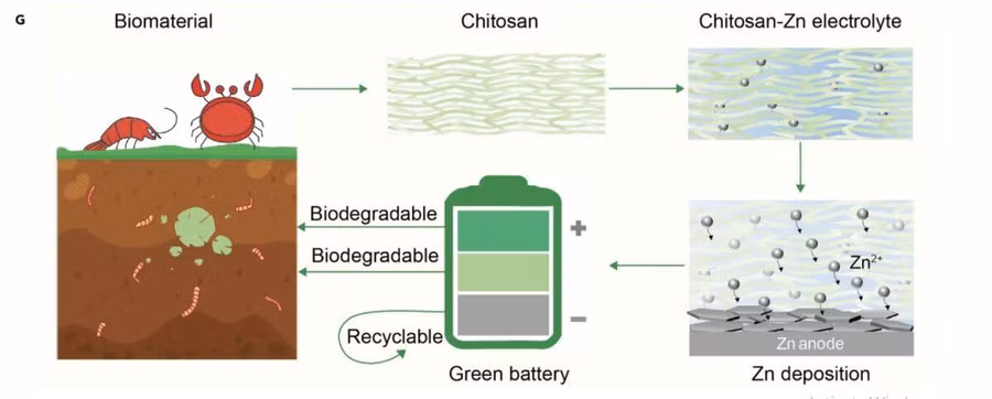 Cách chitosan được chuyển đổi thành pin và phân hủy sinh học. Ảnh: Liangbing Hu.